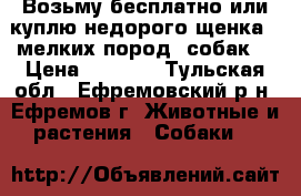 Возьму бесплатно или куплю недорого щенка   мелких пород  собак  › Цена ­ 1 000 - Тульская обл., Ефремовский р-н, Ефремов г. Животные и растения » Собаки   